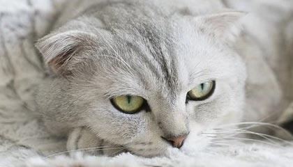 B体育(中国)官方网站-英超激烈争夺，豪门战火升腾