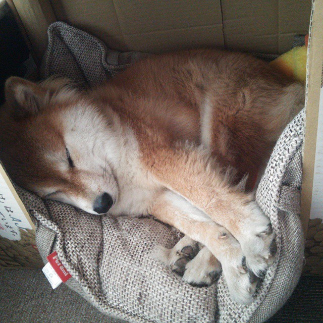 b体育娱乐-_爵士攻防两端强势，排名稳步上升_，爵士nb