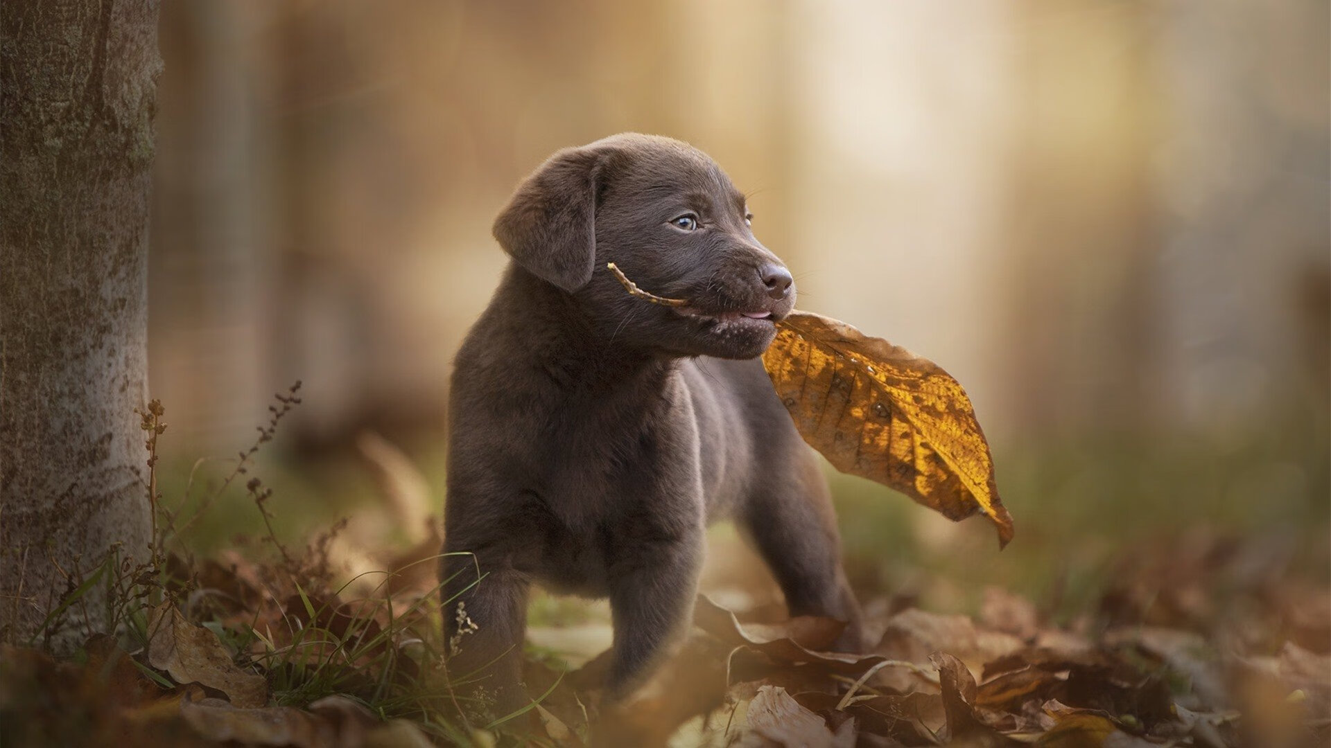 《王者荣耀亚洲线上总决赛,巅峰对决即将开启》,王者荣耀亚洲杯