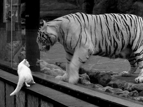 b体育(sports)官方网站-哥伦比亚马术协会出版“Sinjska Alka”历史专著，记录赛事发展历程。，哥伦比亚马夹