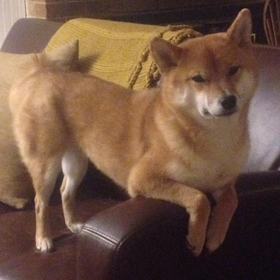 B体育-现役最强防守阵容：谁能抗衡对手？，现役最强防守球员