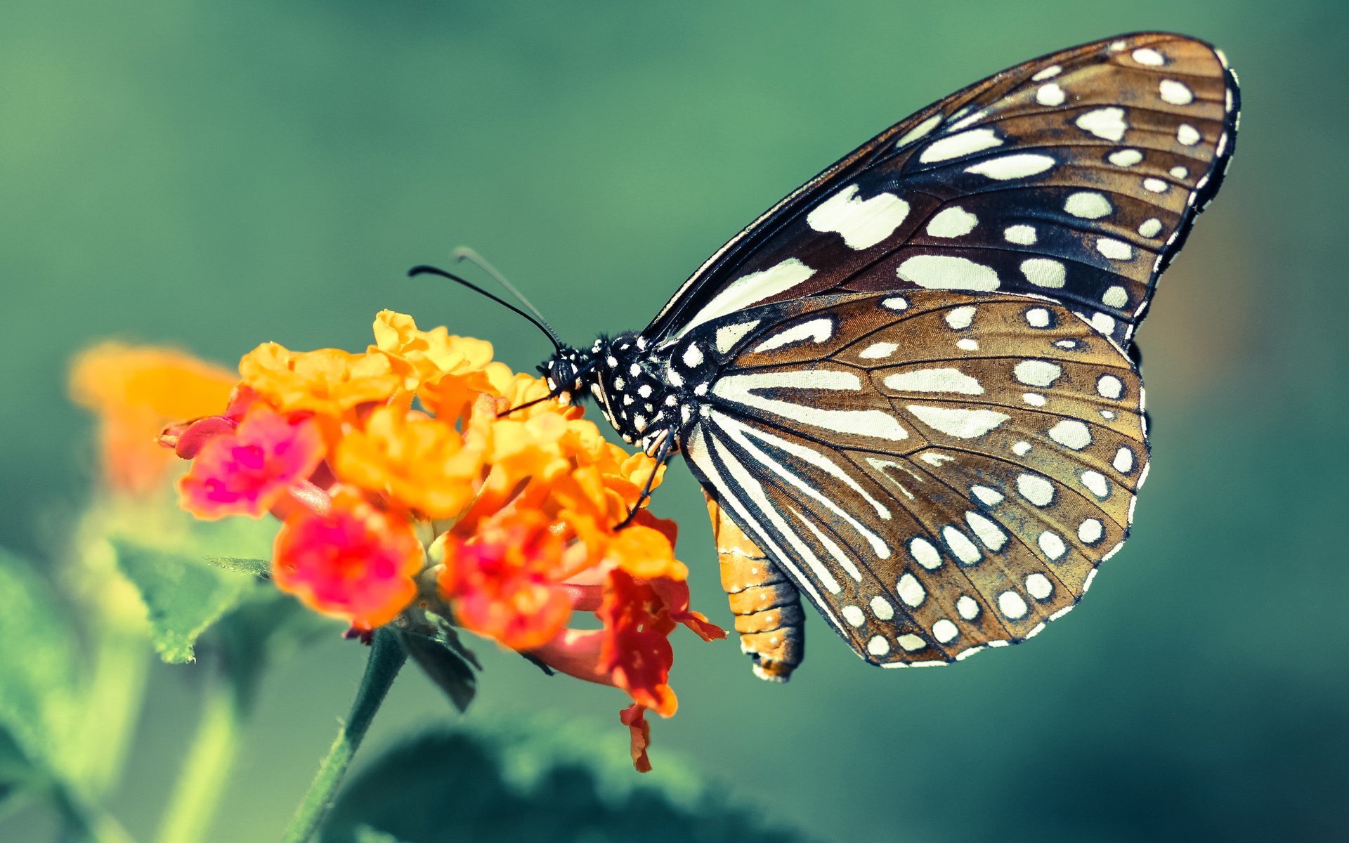 玻璃桥高空跳跃,勇气的极限挑战,挑战高空玻璃桥 说说