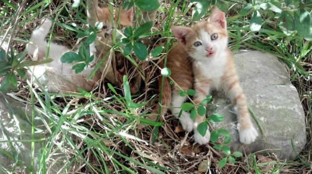b体育娱乐-青少年篮球专业培训体系全面升级，打造行业“金字塔”，青少年篮球培训内容有哪些