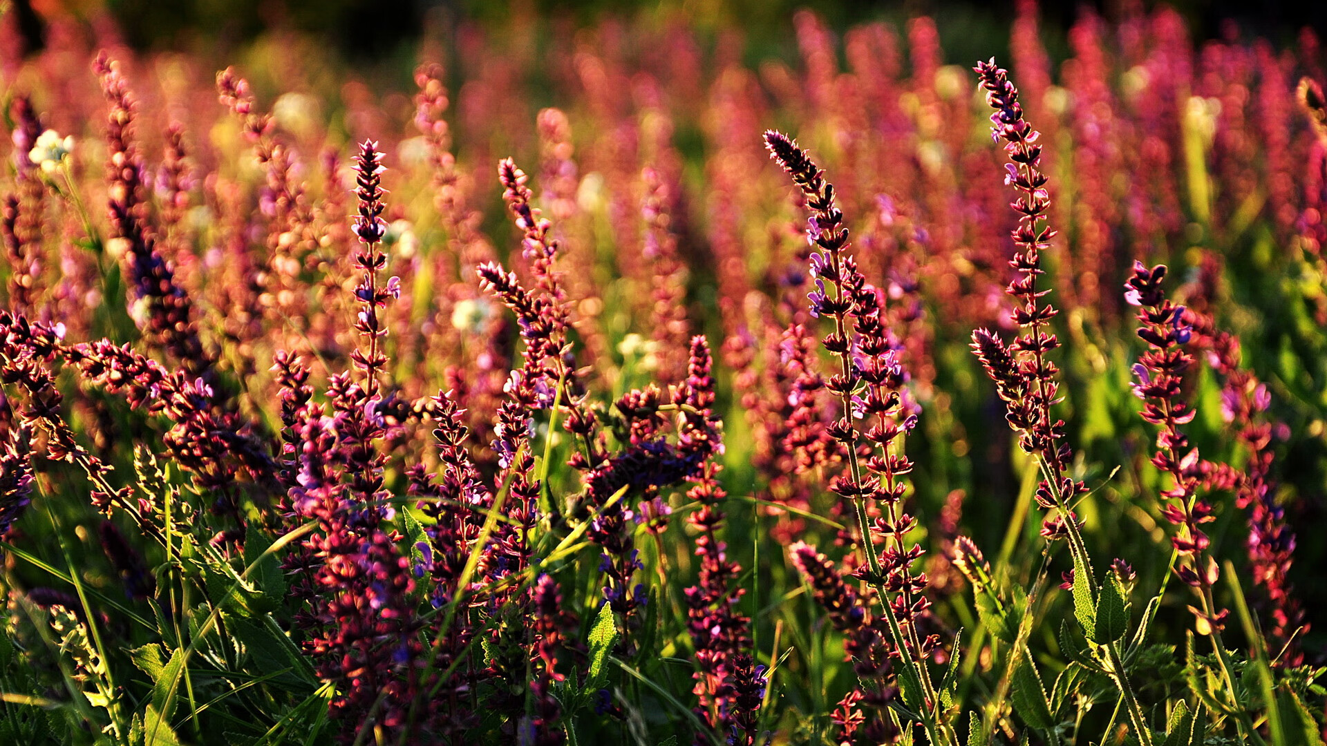 东契奇关键比赛表现稳定，东契奇效力于哪支球队