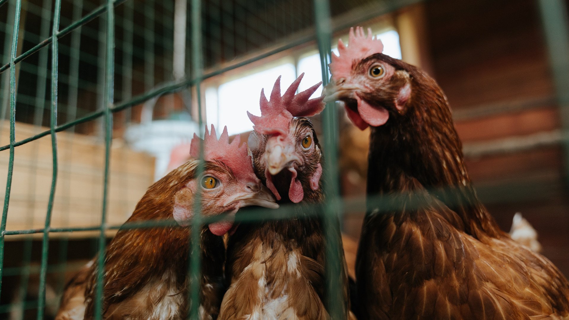 bsport-东契奇再拿三双独行侠节节攀，东契奇31 12 20 独行侠险胜奇才