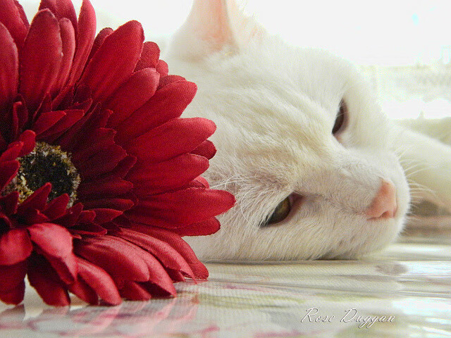 亚足联女子足球锦标赛即将在泰国举行，亚足联女子足球锦标赛即将在泰国举行英文