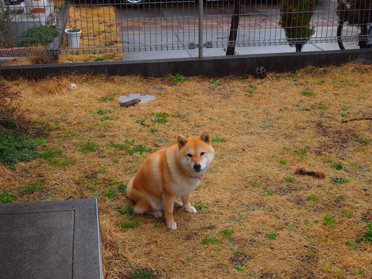 北爱尔兰队喜获欧洲杯正赛席位,实力强劲勇敢前行,只有两名球员曾在欧洲杯上为北爱尔兰进球