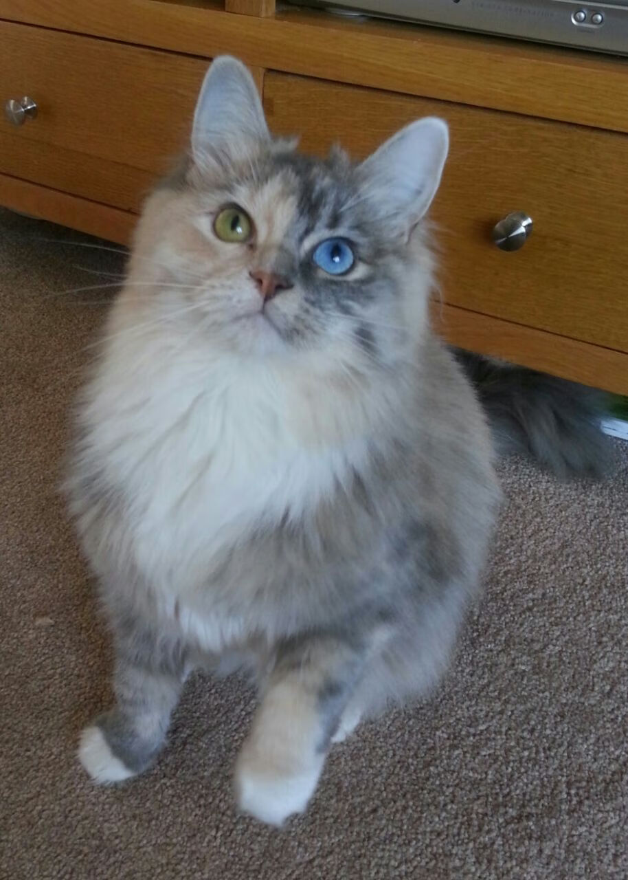 北爱尔兰队客场战胜罗马尼亚，小组出线压力大增，北爱尔兰阵容