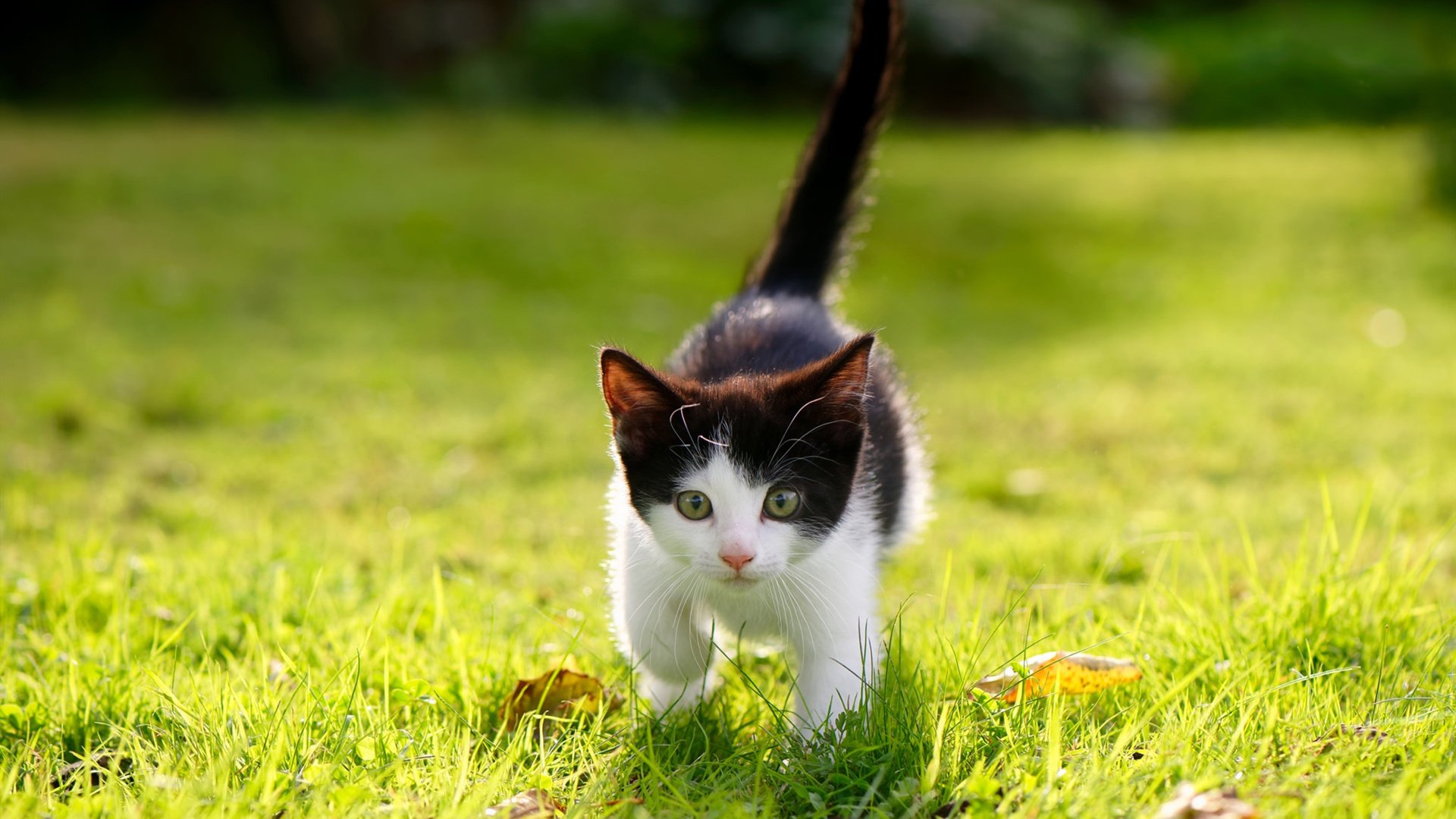 b体育直播-贝内文托战胜蓝鹰，守卫主场稳定积分榜排名，贝内文托战绩500