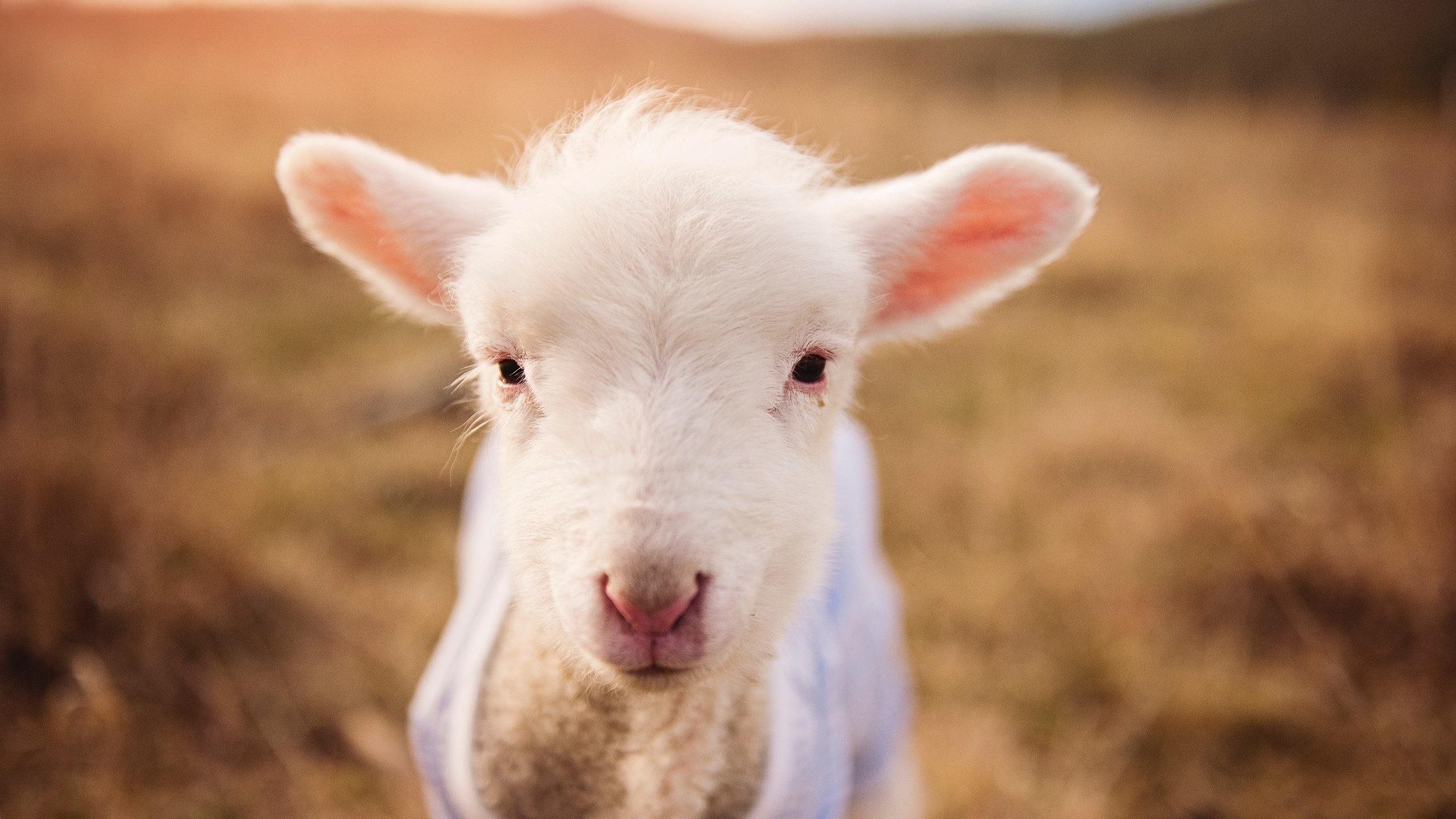 b体育(sports)官方网站-马德里竞技队客场战胜巴塞罗那队，赢得德比战，马德里竞技对战巴萨