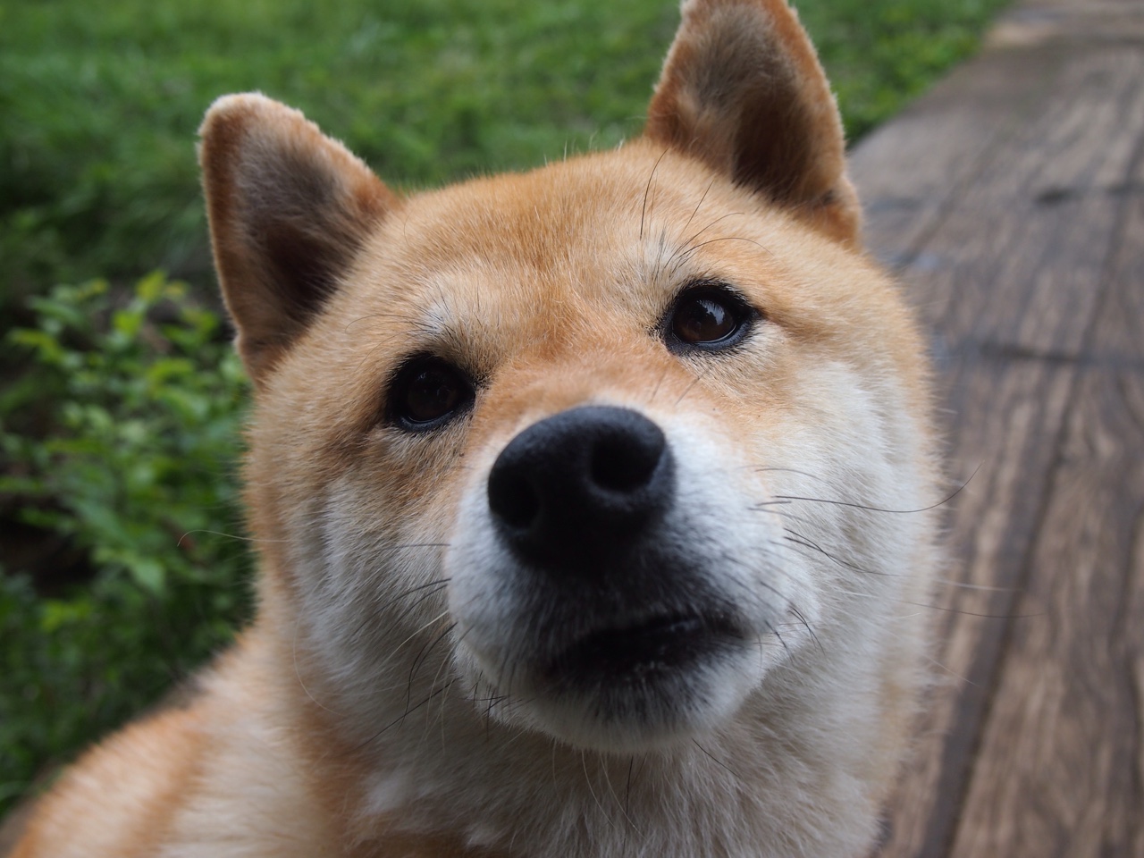 马拉多纳接受足球赛事专访,分享心得,马拉多纳接受采访中国足球