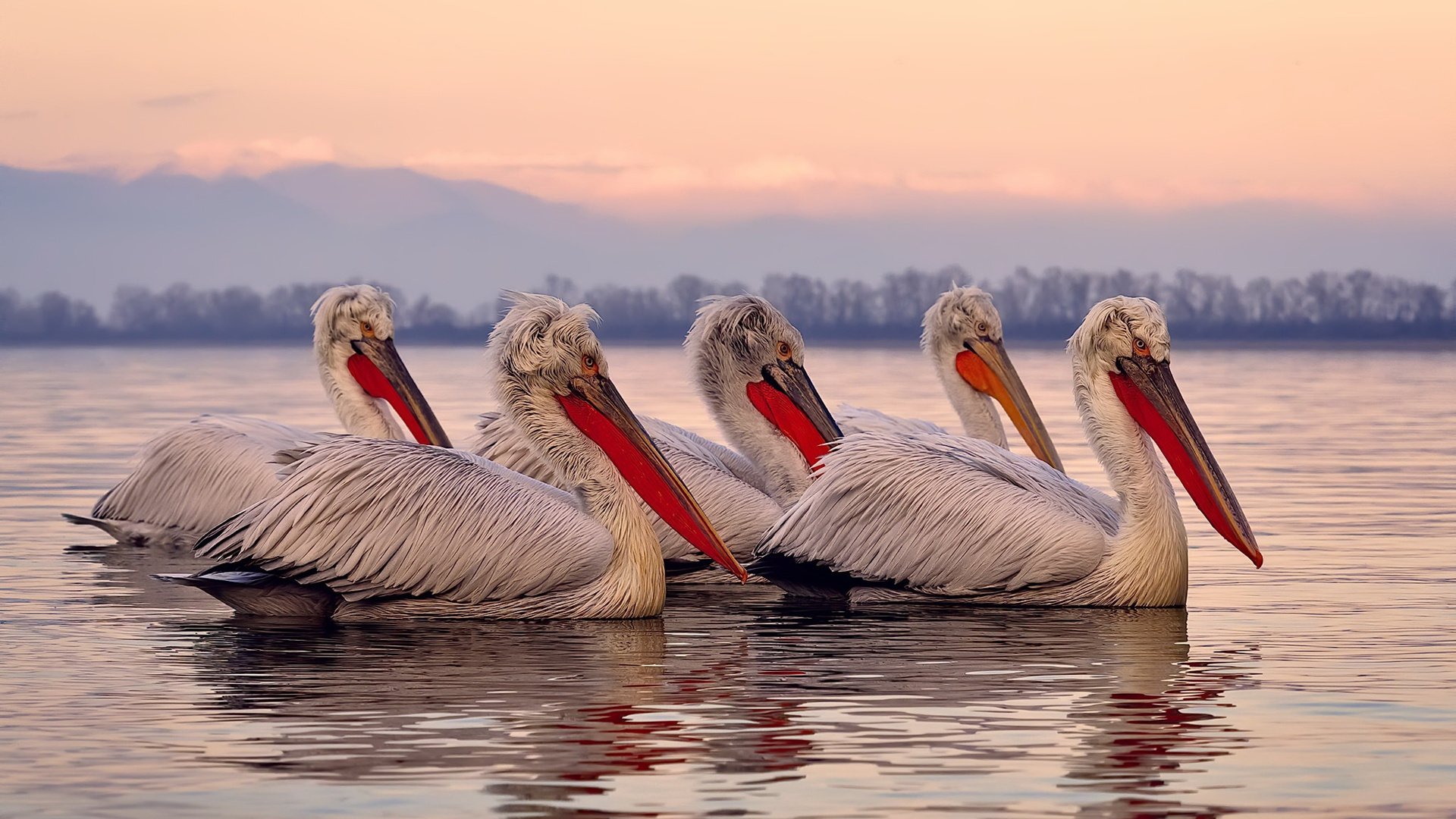 NBA赛季进攻战术演变,nba进攻战术图解