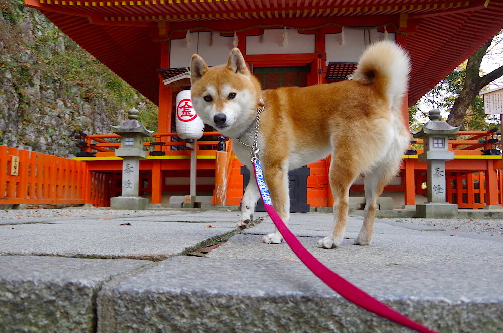 世界杯淘汰赛巴西上演绝杀逆转,世界杯巴西被谁淘汰了