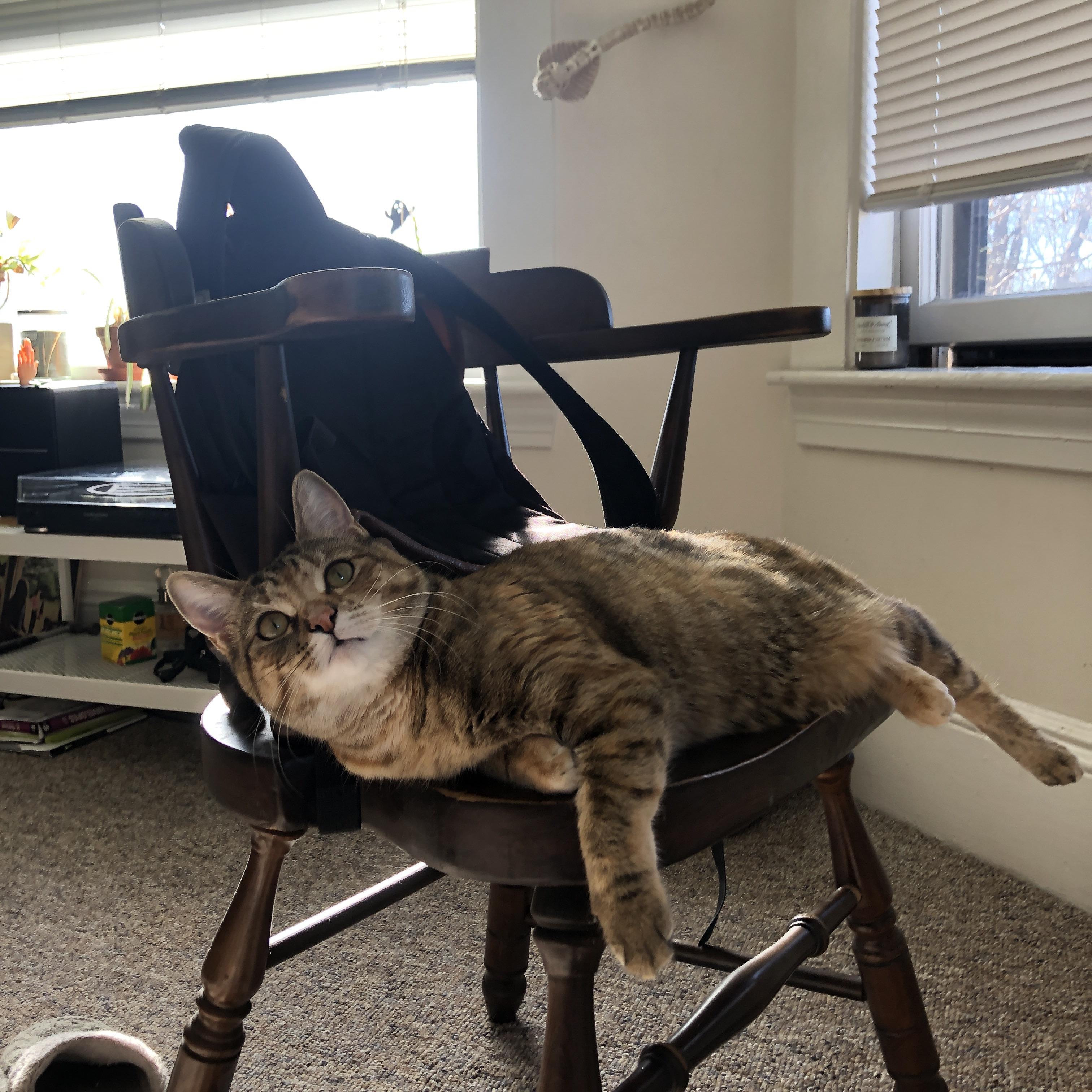 球迷狂欢:全球范围内的足球主题节日,足球球迷基本知识