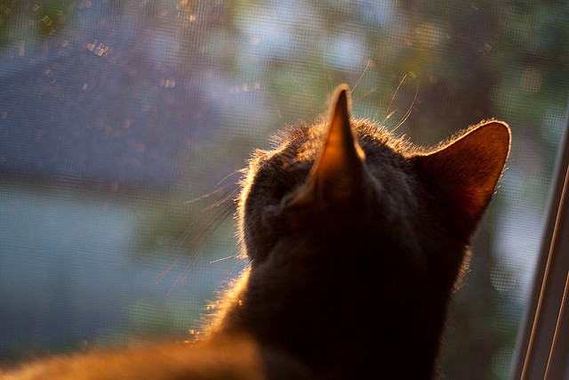 世界网坛格局重塑 新生代全面崛起，世界网坛第一人是谁