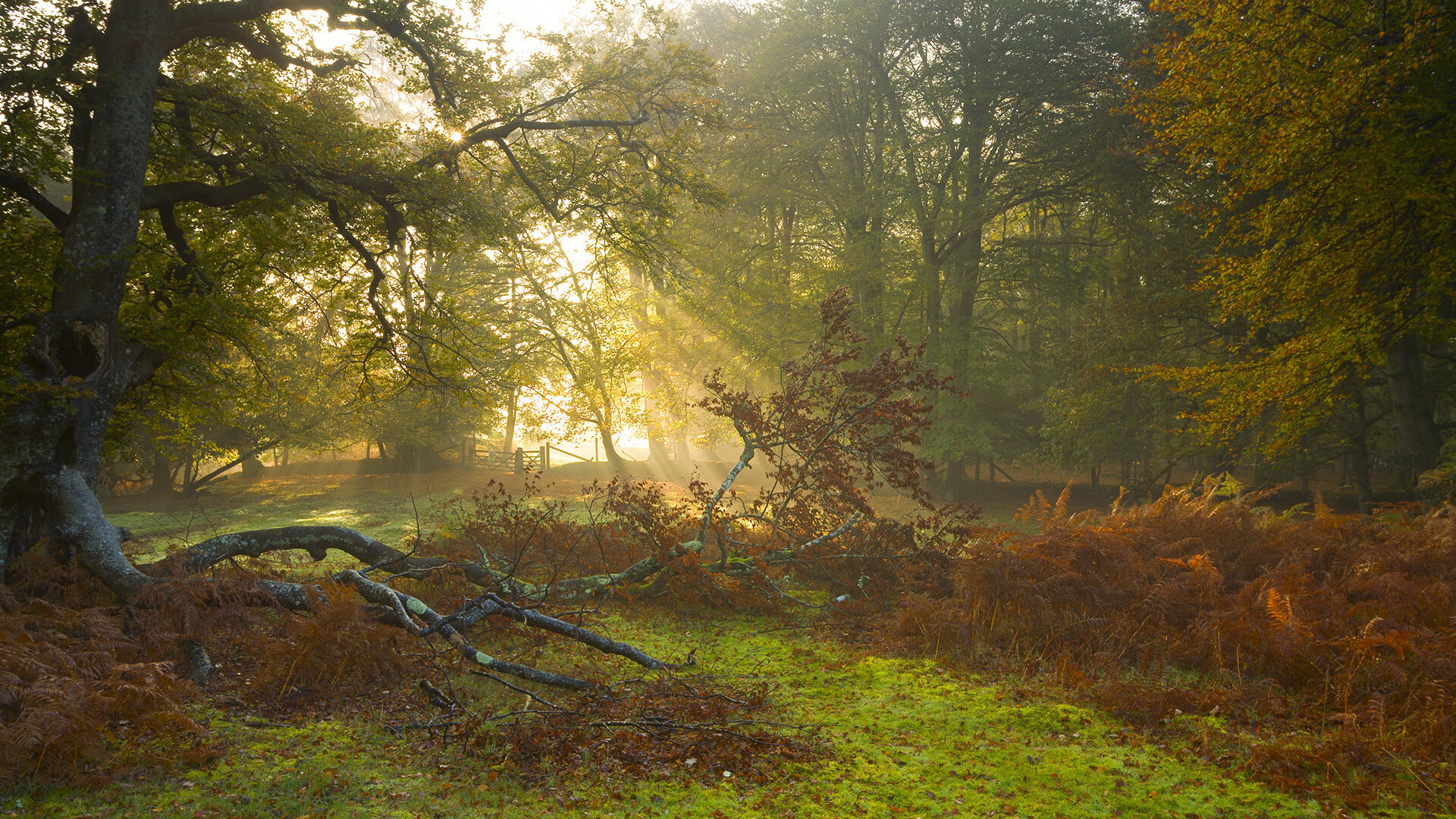 中国女篮新援融入迅速 球队战斗力增强,中国女篮阵容