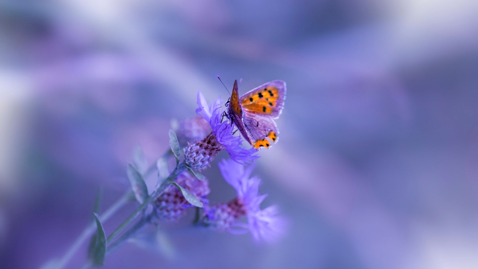 低位进攻是否仍可主导比赛节奏,低位进攻大师