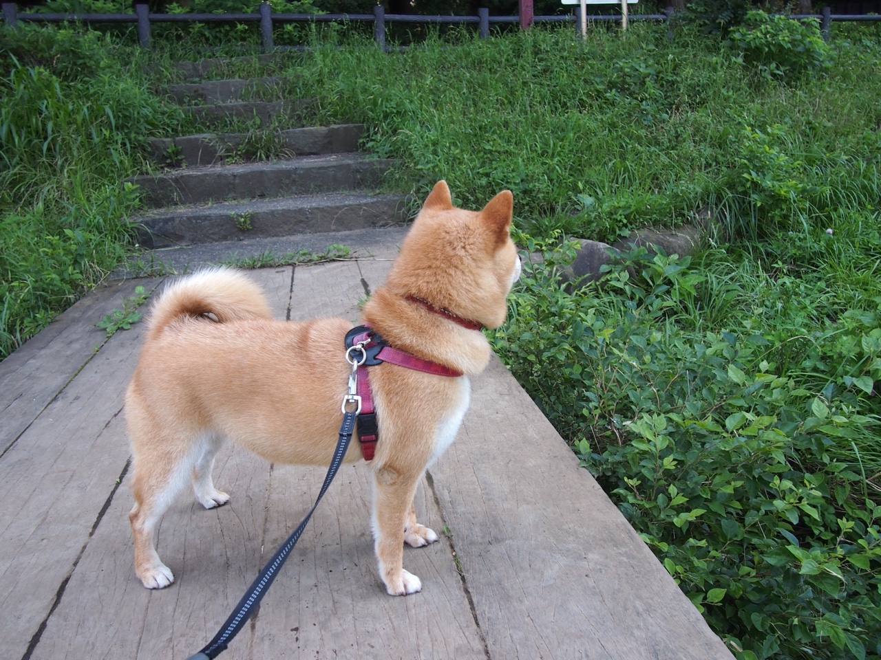 体育纪录片拍摄技术采用AI剪辑,体育纪录片的特点