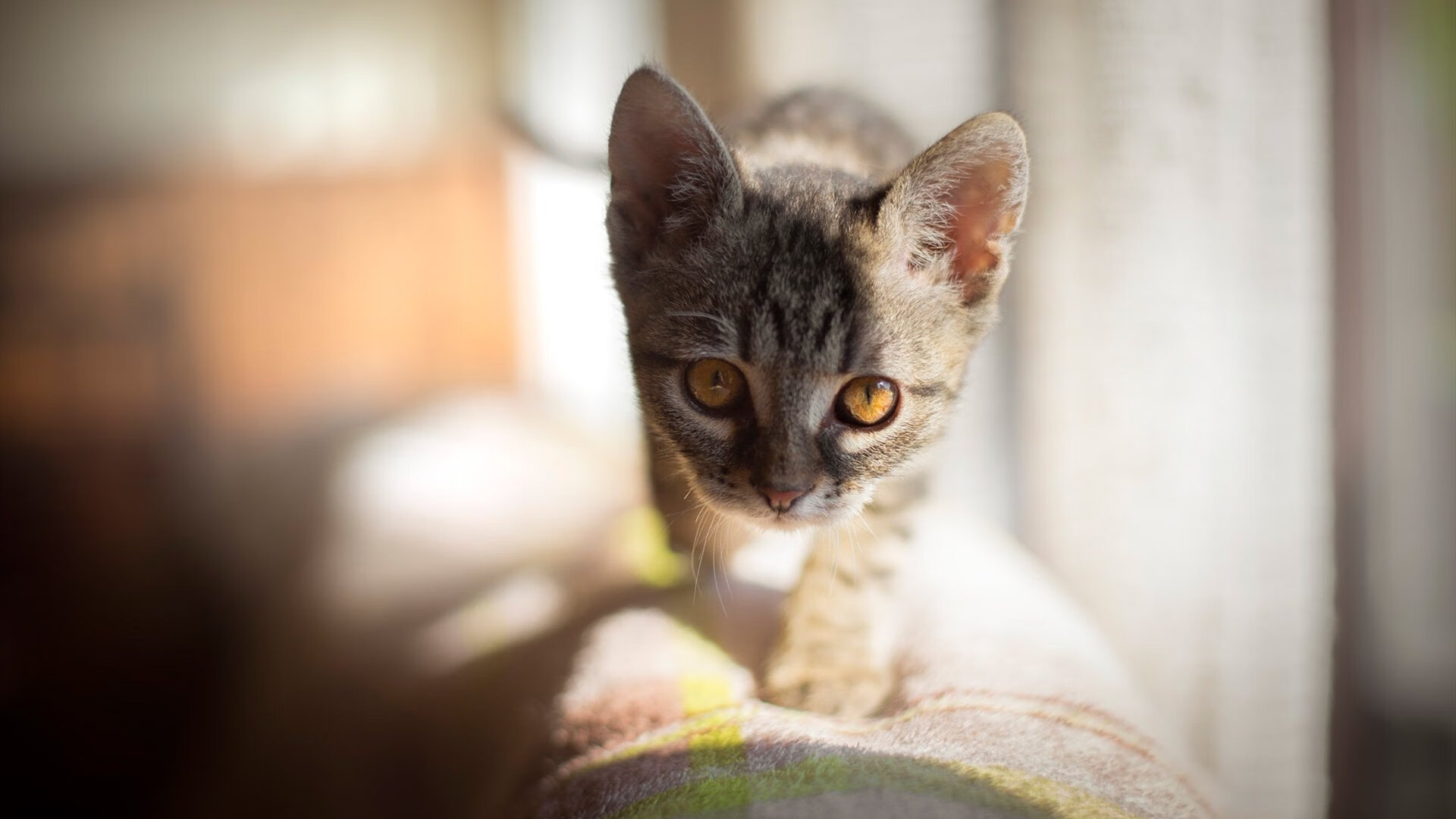 b体育平台-加拿大乒乓队未来发展：如何在国际赛场上迎头赶上强队，加拿大乒乓球组合