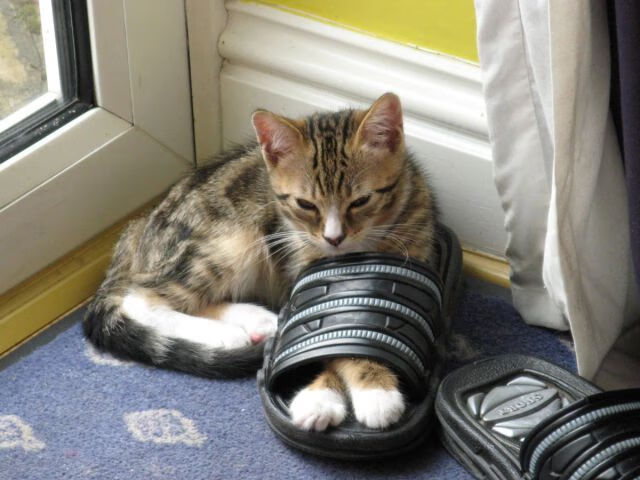 瑞典队未来战略:从本土到全球化布局,瑞典队2021