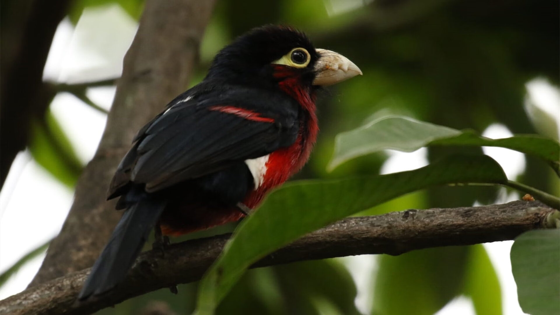 社交媒体关注年轻球员海外效力动态,海外球员过多