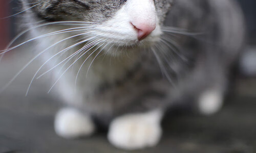 b体育平台-美国队未来展望：培养更多复合型选手，提升整体作战能力，美国队怎么样