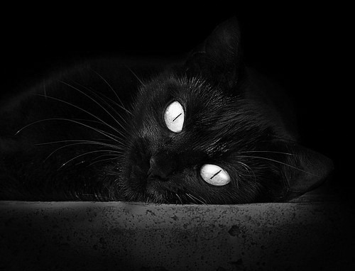 国家队优化远程观摩机制推动国内外战术同步