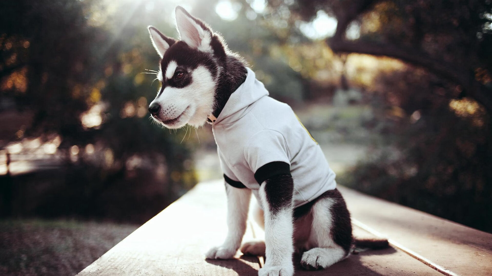 法甲顶级对抗：战术调整与攻城略地相辅相成，法甲阵营