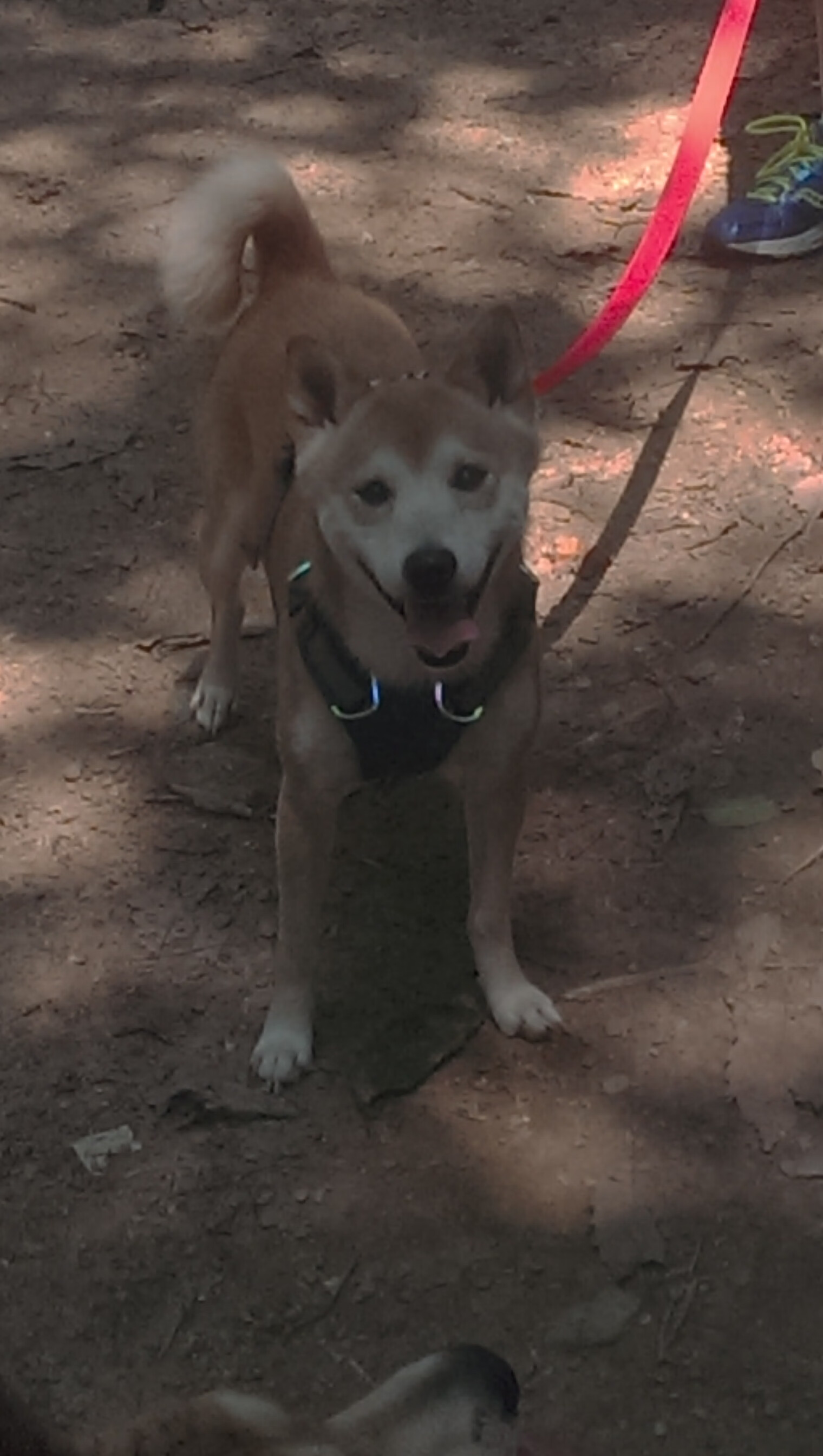 英超冲刺决战:最终冠军谁与争锋!,英超争冠形势