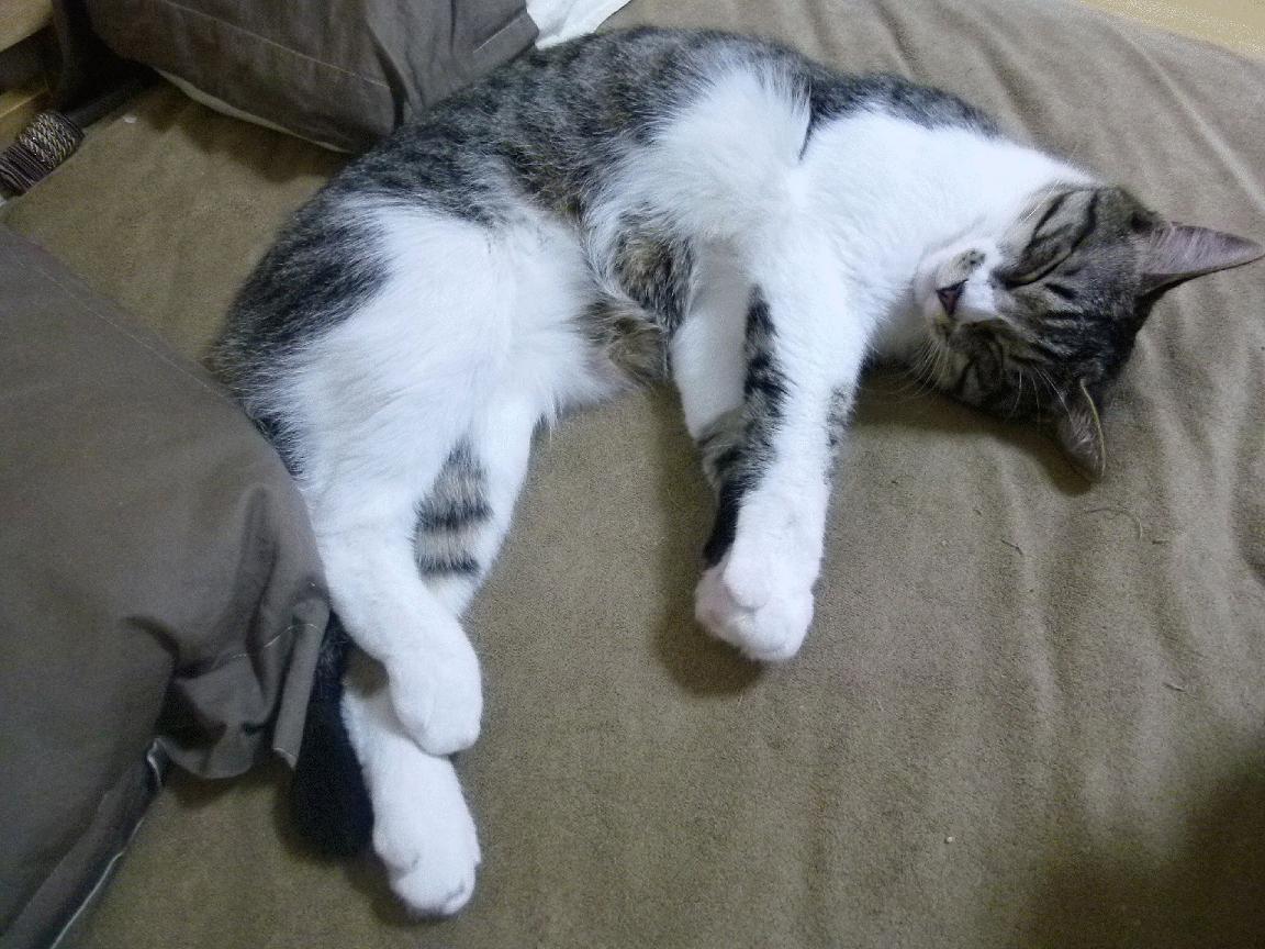 b体育平台-马其顿男篮在欧洲预选赛中展现成长，未来值得期待